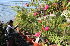 河北承德：花香迎新春