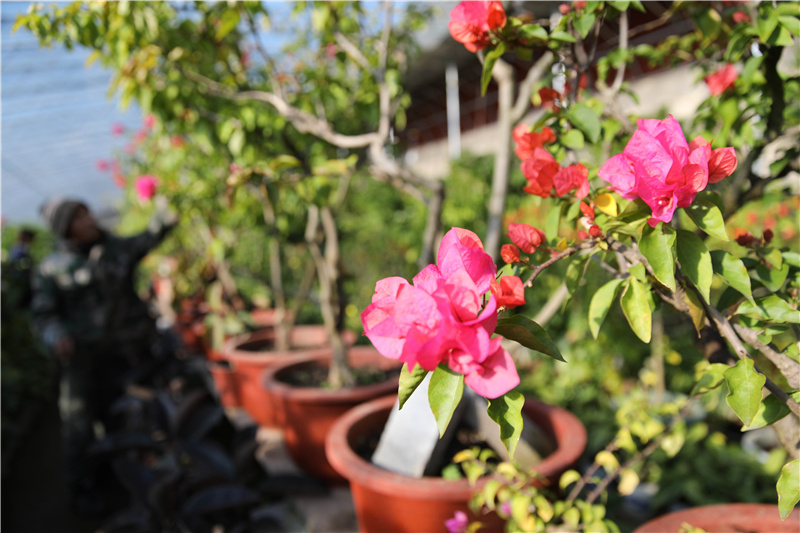 河北承德：花香迎新春